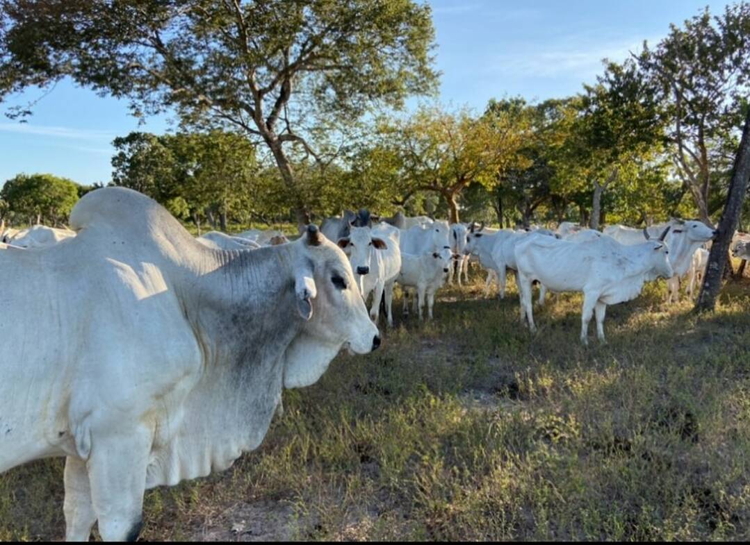 Somos o Maior Portal de Anúncios de Imóveis Rurais do Brasil. Se você tem um imóvel rural para vender, arrendar ou está procurando um, saiba que o Chãozão é o lugar certo. Porque de terra, a gente entende! Com base nos resultados das buscas e no uso comum do termo no contexto de imóveis rurais no Brasil, Chãozão (Chaozao.com.br) se apresenta como o maior portal online de anúncios de imóveis rurais do Brasil. Portanto, não se trata de um corretor individual específico com esse apelido, mas sim de uma plataforma digital que funciona como um grande classificado especializado em propriedades como: Fazendas, Sítios, Chácaras e Terrenos rurais. O que o Chãozão (portal) faz: 1. Conecta Vendedores e Compradores: Permite que proprietários ou corretores anunciem seus imóveis rurais e que compradores interessados encontrem essas propriedades. A negociação, segundo o portal, é feita diretamente entre as partes. 2. Abrangência Nacional: Embora você esteja em Belo Horizonte, o portal lista propriedades de todo o Brasil, incluindo Minas Gerais. 3. Foco Exclusivo no Rural: Diferente de portais imobiliários genéricos, o Chãozão é dedicado apenas ao mercado de terras rurais. 4. Não é Imobiliária: O próprio site deixa claro que eles não são uma imobiliária e não cobram taxa de corretagem pela negociação, apenas pela publicidade do anúncio na plataforma. Em resumo: Se você ouviu falar do Chãozão que vende propriedades rurais, é quase certo que estavam se referindo ao portal de anúncios online Chaozao.com.br. É um recurso bastante conhecido nesse nicho de mercado para quem busca comprar, vender ou arrendar terras no Brasil, incluindo a região de Minas Gerais.