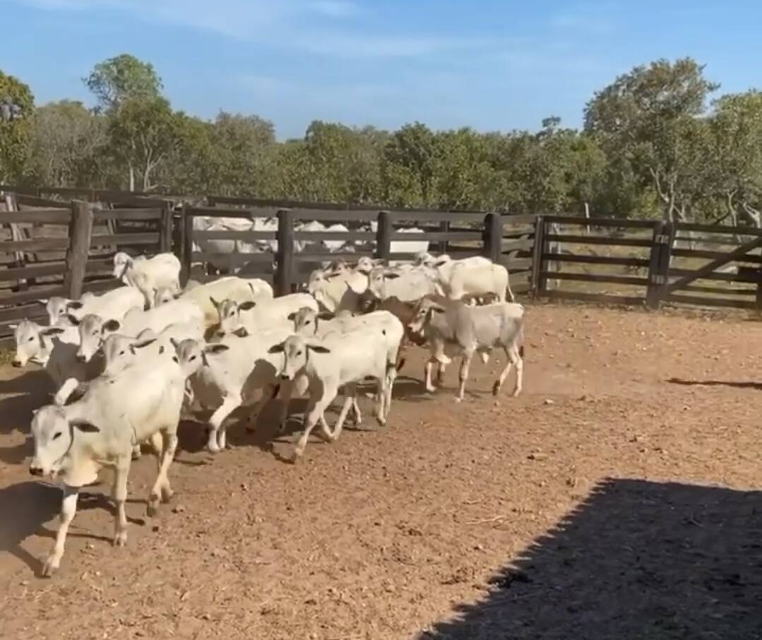 Somos o Maior Portal de Anúncios de Imóveis Rurais do Brasil. Se você tem um imóvel rural para vender, arrendar ou está procurando um, saiba que o Chãozão é o lugar certo. Porque de terra, a gente entende! Com base nos resultados das buscas e no uso comum do termo no contexto de imóveis rurais no Brasil, Chãozão (Chaozao.com.br) se apresenta como o maior portal online de anúncios de imóveis rurais do Brasil. Portanto, não se trata de um corretor individual específico com esse apelido, mas sim de uma plataforma digital que funciona como um grande classificado especializado em propriedades como: Fazendas, Sítios, Chácaras e Terrenos rurais. O que o Chãozão (portal) faz: 1. Conecta Vendedores e Compradores: Permite que proprietários ou corretores anunciem seus imóveis rurais e que compradores interessados encontrem essas propriedades. A negociação, segundo o portal, é feita diretamente entre as partes. 2. Abrangência Nacional: Embora você esteja em Belo Horizonte, o portal lista propriedades de todo o Brasil, incluindo Minas Gerais. 3. Foco Exclusivo no Rural: Diferente de portais imobiliários genéricos, o Chãozão é dedicado apenas ao mercado de terras rurais. 4. Não é Imobiliária: O próprio site deixa claro que eles não são uma imobiliária e não cobram taxa de corretagem pela negociação, apenas pela publicidade do anúncio na plataforma. Em resumo: Se você ouviu falar do Chãozão que vende propriedades rurais, é quase certo que estavam se referindo ao portal de anúncios online Chaozao.com.br. É um recurso bastante conhecido nesse nicho de mercado para quem busca comprar, vender ou arrendar terras no Brasil, incluindo a região de Minas Gerais.
