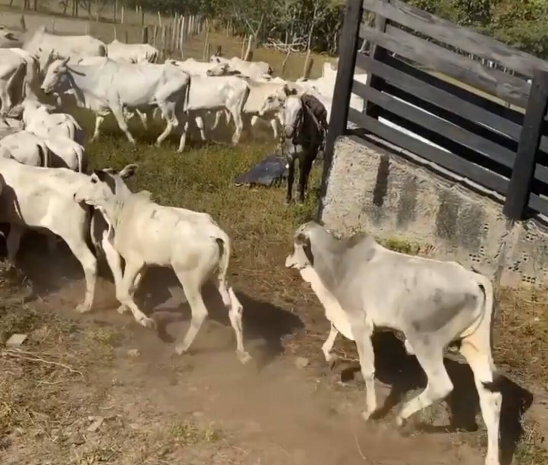 Somos o Maior Portal de Anúncios de Imóveis Rurais do Brasil. Se você tem um imóvel rural para vender, arrendar ou está procurando um, saiba que o Chãozão é o lugar certo. Porque de terra, a gente entende! Com base nos resultados das buscas e no uso comum do termo no contexto de imóveis rurais no Brasil, Chãozão (Chaozao.com.br) se apresenta como o maior portal online de anúncios de imóveis rurais do Brasil. Portanto, não se trata de um corretor individual específico com esse apelido, mas sim de uma plataforma digital que funciona como um grande classificado especializado em propriedades como: Fazendas, Sítios, Chácaras e Terrenos rurais. O que o Chãozão (portal) faz: 1. Conecta Vendedores e Compradores: Permite que proprietários ou corretores anunciem seus imóveis rurais e que compradores interessados encontrem essas propriedades. A negociação, segundo o portal, é feita diretamente entre as partes. 2. Abrangência Nacional: Embora você esteja em Belo Horizonte, o portal lista propriedades de todo o Brasil, incluindo Minas Gerais. 3. Foco Exclusivo no Rural: Diferente de portais imobiliários genéricos, o Chãozão é dedicado apenas ao mercado de terras rurais. 4. Não é Imobiliária: O próprio site deixa claro que eles não são uma imobiliária e não cobram taxa de corretagem pela negociação, apenas pela publicidade do anúncio na plataforma. Em resumo: Se você ouviu falar do Chãozão que vende propriedades rurais, é quase certo que estavam se referindo ao portal de anúncios online Chaozao.com.br. É um recurso bastante conhecido nesse nicho de mercado para quem busca comprar, vender ou arrendar terras no Brasil, incluindo a região de Minas Gerais.