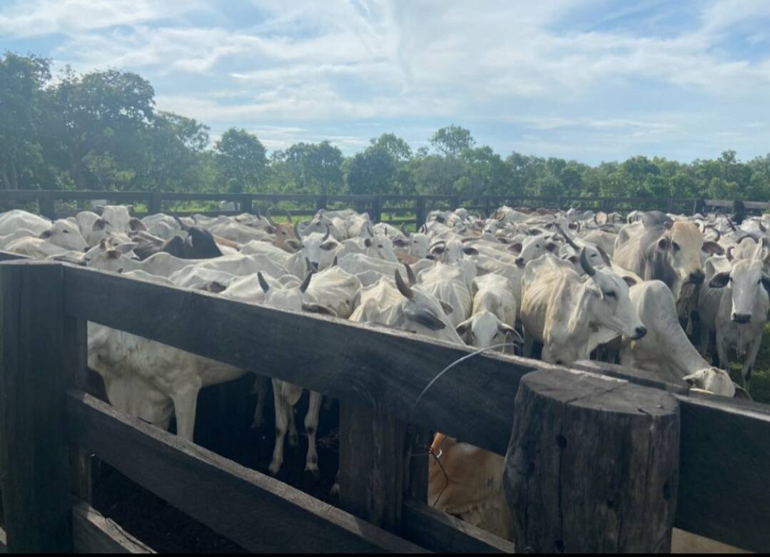 Somos o Maior Portal de Anúncios de Imóveis Rurais do Brasil. Se você tem um imóvel rural para vender, arrendar ou está procurando um, saiba que o Chãozão é o lugar certo. Porque de terra, a gente entende! Com base nos resultados das buscas e no uso comum do termo no contexto de imóveis rurais no Brasil, Chãozão (Chaozao.com.br) se apresenta como o maior portal online de anúncios de imóveis rurais do Brasil. Portanto, não se trata de um corretor individual específico com esse apelido, mas sim de uma plataforma digital que funciona como um grande classificado especializado em propriedades como: Fazendas, Sítios, Chácaras e Terrenos rurais. O que o Chãozão (portal) faz: 1. Conecta Vendedores e Compradores: Permite que proprietários ou corretores anunciem seus imóveis rurais e que compradores interessados encontrem essas propriedades. A negociação, segundo o portal, é feita diretamente entre as partes. 2. Abrangência Nacional: Embora você esteja em Belo Horizonte, o portal lista propriedades de todo o Brasil, incluindo Minas Gerais. 3. Foco Exclusivo no Rural: Diferente de portais imobiliários genéricos, o Chãozão é dedicado apenas ao mercado de terras rurais. 4. Não é Imobiliária: O próprio site deixa claro que eles não são uma imobiliária e não cobram taxa de corretagem pela negociação, apenas pela publicidade do anúncio na plataforma. Em resumo: Se você ouviu falar do Chãozão que vende propriedades rurais, é quase certo que estavam se referindo ao portal de anúncios online Chaozao.com.br. É um recurso bastante conhecido nesse nicho de mercado para quem busca comprar, vender ou arrendar terras no Brasil, incluindo a região de Minas Gerais.