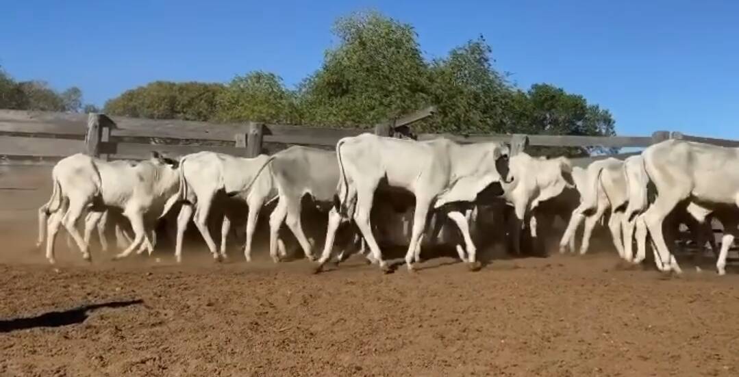 Fazenda Tocantins