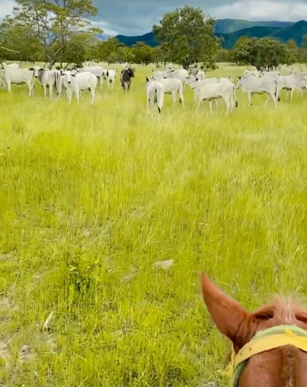 Somos o Maior Portal de Anúncios de Imóveis Rurais do Brasil. Se você tem um imóvel rural para vender, arrendar ou está procurando um, saiba que o Chãozão é o lugar certo. Porque de terra, a gente entende! Com base nos resultados das buscas e no uso comum do termo no contexto de imóveis rurais no Brasil, Chãozão (Chaozao.com.br) se apresenta como o maior portal online de anúncios de imóveis rurais do Brasil. Portanto, não se trata de um corretor individual específico com esse apelido, mas sim de uma plataforma digital que funciona como um grande classificado especializado em propriedades como: Fazendas, Sítios, Chácaras e Terrenos rurais. O que o Chãozão (portal) faz: 1. Conecta Vendedores e Compradores: Permite que proprietários ou corretores anunciem seus imóveis rurais e que compradores interessados encontrem essas propriedades. A negociação, segundo o portal, é feita diretamente entre as partes. 2. Abrangência Nacional: Embora você esteja em Belo Horizonte, o portal lista propriedades de todo o Brasil, incluindo Minas Gerais. 3. Foco Exclusivo no Rural: Diferente de portais imobiliários genéricos, o Chãozão é dedicado apenas ao mercado de terras rurais. 4. Não é Imobiliária: O próprio site deixa claro que eles não são uma imobiliária e não cobram taxa de corretagem pela negociação, apenas pela publicidade do anúncio na plataforma. Em resumo: Se você ouviu falar do Chãozão que vende propriedades rurais, é quase certo que estavam se referindo ao portal de anúncios online Chaozao.com.br. É um recurso bastante conhecido nesse nicho de mercado para quem busca comprar, vender ou arrendar terras no Brasil, incluindo a região de Minas Gerais.