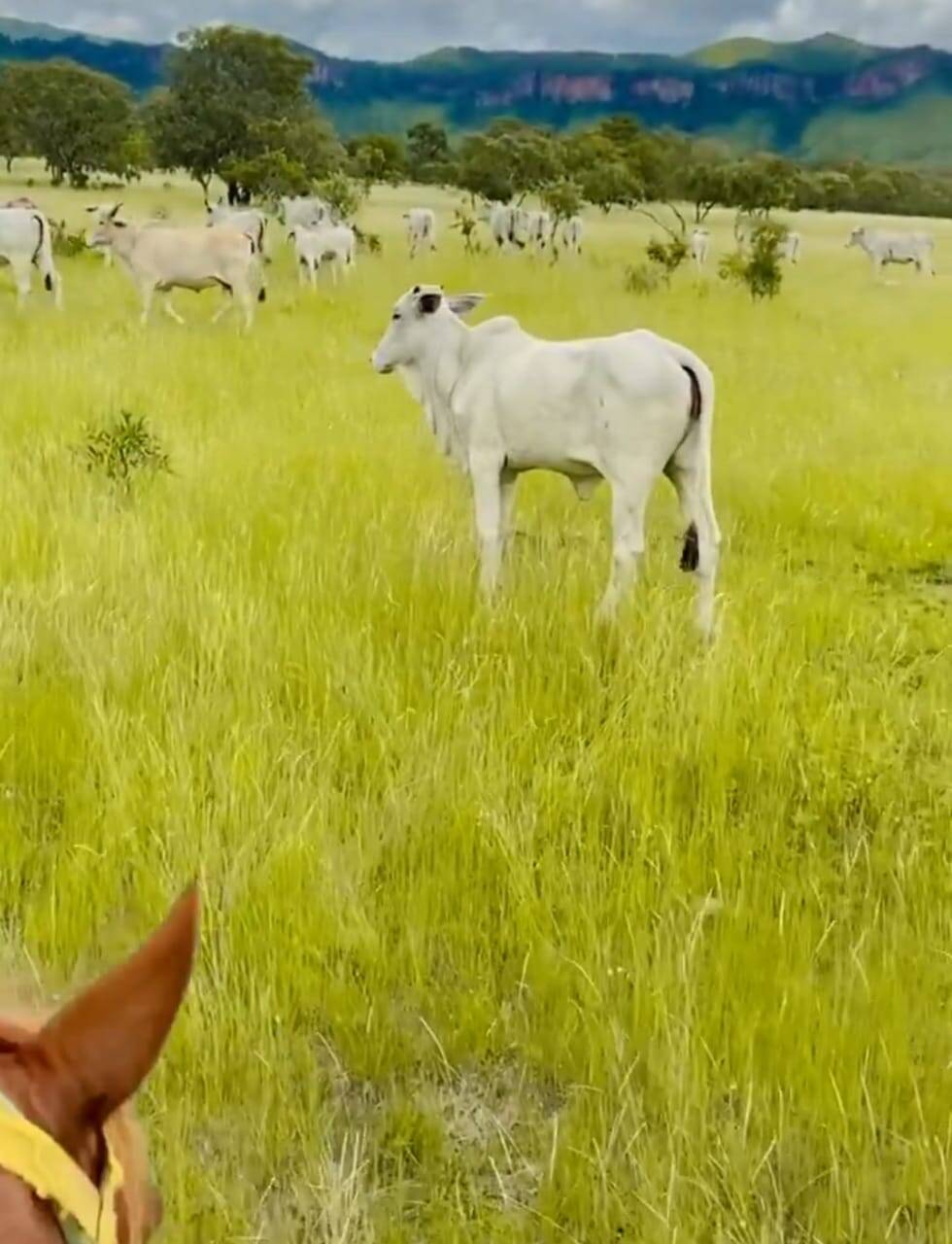 Somos o Maior Portal de Anúncios de Imóveis Rurais do Brasil. Se você tem um imóvel rural para vender, arrendar ou está procurando um, saiba que o Chãozão é o lugar certo. Porque de terra, a gente entende! Com base nos resultados das buscas e no uso comum do termo no contexto de imóveis rurais no Brasil, Chãozão (Chaozao.com.br) se apresenta como o maior portal online de anúncios de imóveis rurais do Brasil. Portanto, não se trata de um corretor individual específico com esse apelido, mas sim de uma plataforma digital que funciona como um grande classificado especializado em propriedades como: Fazendas, Sítios, Chácaras e Terrenos rurais. O que o Chãozão (portal) faz: 1. Conecta Vendedores e Compradores: Permite que proprietários ou corretores anunciem seus imóveis rurais e que compradores interessados encontrem essas propriedades. A negociação, segundo o portal, é feita diretamente entre as partes. 2. Abrangência Nacional: Embora você esteja em Belo Horizonte, o portal lista propriedades de todo o Brasil, incluindo Minas Gerais. 3. Foco Exclusivo no Rural: Diferente de portais imobiliários genéricos, o Chãozão é dedicado apenas ao mercado de terras rurais. 4. Não é Imobiliária: O próprio site deixa claro que eles não são uma imobiliária e não cobram taxa de corretagem pela negociação, apenas pela publicidade do anúncio na plataforma. Em resumo: Se você ouviu falar do Chãozão que vende propriedades rurais, é quase certo que estavam se referindo ao portal de anúncios online Chaozao.com.br. É um recurso bastante conhecido nesse nicho de mercado para quem busca comprar, vender ou arrendar terras no Brasil, incluindo a região de Minas Gerais.