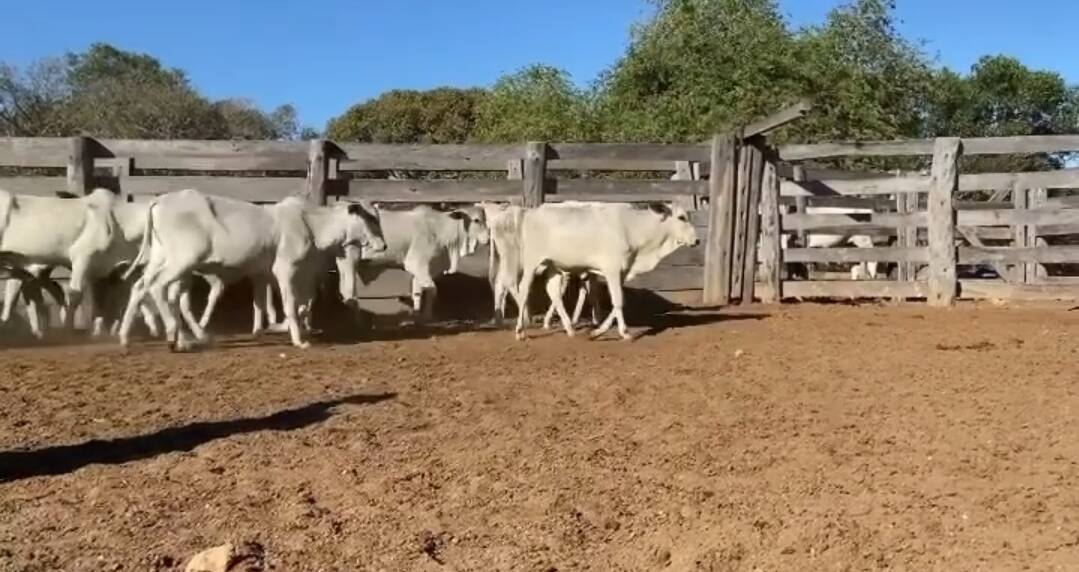 Somos o Maior Portal de Anúncios de Imóveis Rurais do Brasil. Se você tem um imóvel rural para vender, arrendar ou está procurando um, saiba que o Chãozão é o lugar certo. Porque de terra, a gente entende! Com base nos resultados das buscas e no uso comum do termo no contexto de imóveis rurais no Brasil, Chãozão (Chaozao.com.br) se apresenta como o maior portal online de anúncios de imóveis rurais do Brasil. Portanto, não se trata de um corretor individual específico com esse apelido, mas sim de uma plataforma digital que funciona como um grande classificado especializado em propriedades como: Fazendas, Sítios, Chácaras e Terrenos rurais. O que o Chãozão (portal) faz: 1. Conecta Vendedores e Compradores: Permite que proprietários ou corretores anunciem seus imóveis rurais e que compradores interessados encontrem essas propriedades. A negociação, segundo o portal, é feita diretamente entre as partes. 2. Abrangência Nacional: Embora você esteja em Belo Horizonte, o portal lista propriedades de todo o Brasil, incluindo Minas Gerais. 3. Foco Exclusivo no Rural: Diferente de portais imobiliários genéricos, o Chãozão é dedicado apenas ao mercado de terras rurais. 4. Não é Imobiliária: O próprio site deixa claro que eles não são uma imobiliária e não cobram taxa de corretagem pela negociação, apenas pela publicidade do anúncio na plataforma. Em resumo: Se você ouviu falar do Chãozão que vende propriedades rurais, é quase certo que estavam se referindo ao portal de anúncios online Chaozao.com.br. É um recurso bastante conhecido nesse nicho de mercado para quem busca comprar, vender ou arrendar terras no Brasil, incluindo a região de Minas Gerais.