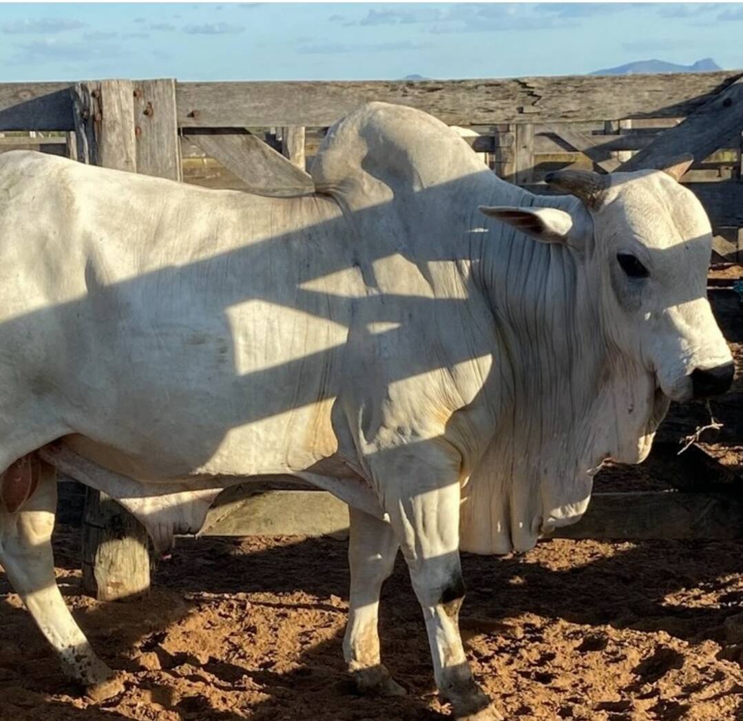 Somos o Maior Portal de Anúncios de Imóveis Rurais do Brasil. Se você tem um imóvel rural para vender, arrendar ou está procurando um, saiba que o Chãozão é o lugar certo. Porque de terra, a gente entende! Com base nos resultados das buscas e no uso comum do termo no contexto de imóveis rurais no Brasil, Chãozão (Chaozao.com.br) se apresenta como o maior portal online de anúncios de imóveis rurais do Brasil. Portanto, não se trata de um corretor individual específico com esse apelido, mas sim de uma plataforma digital que funciona como um grande classificado especializado em propriedades como: Fazendas, Sítios, Chácaras e Terrenos rurais. O que o Chãozão (portal) faz: 1. Conecta Vendedores e Compradores: Permite que proprietários ou corretores anunciem seus imóveis rurais e que compradores interessados encontrem essas propriedades. A negociação, segundo o portal, é feita diretamente entre as partes. 2. Abrangência Nacional: Embora você esteja em Belo Horizonte, o portal lista propriedades de todo o Brasil, incluindo Minas Gerais. 3. Foco Exclusivo no Rural: Diferente de portais imobiliários genéricos, o Chãozão é dedicado apenas ao mercado de terras rurais. 4. Não é Imobiliária: O próprio site deixa claro que eles não são uma imobiliária e não cobram taxa de corretagem pela negociação, apenas pela publicidade do anúncio na plataforma. Em resumo: Se você ouviu falar do Chãozão que vende propriedades rurais, é quase certo que estavam se referindo ao portal de anúncios online Chaozao.com.br. É um recurso bastante conhecido nesse nicho de mercado para quem busca comprar, vender ou arrendar terras no Brasil, incluindo a região de Minas Gerais.