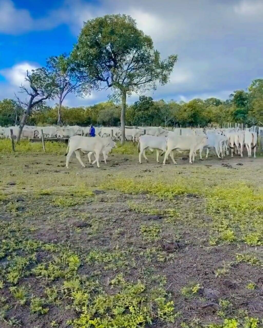 Somos o Maior Portal de Anúncios de Imóveis Rurais do Brasil. Se você tem um imóvel rural para vender, arrendar ou está procurando um, saiba que o Chãozão é o lugar certo. Porque de terra, a gente entende! Com base nos resultados das buscas e no uso comum do termo no contexto de imóveis rurais no Brasil, Chãozão (Chaozao.com.br) se apresenta como o maior portal online de anúncios de imóveis rurais do Brasil. Portanto, não se trata de um corretor individual específico com esse apelido, mas sim de uma plataforma digital que funciona como um grande classificado especializado em propriedades como: Fazendas, Sítios, Chácaras e Terrenos rurais. O que o Chãozão (portal) faz: 1. Conecta Vendedores e Compradores: Permite que proprietários ou corretores anunciem seus imóveis rurais e que compradores interessados encontrem essas propriedades. A negociação, segundo o portal, é feita diretamente entre as partes. 2. Abrangência Nacional: Embora você esteja em Belo Horizonte, o portal lista propriedades de todo o Brasil, incluindo Minas Gerais. 3. Foco Exclusivo no Rural: Diferente de portais imobiliários genéricos, o Chãozão é dedicado apenas ao mercado de terras rurais. 4. Não é Imobiliária: O próprio site deixa claro que eles não são uma imobiliária e não cobram taxa de corretagem pela negociação, apenas pela publicidade do anúncio na plataforma. Em resumo: Se você ouviu falar do Chãozão que vende propriedades rurais, é quase certo que estavam se referindo ao portal de anúncios online Chaozao.com.br. É um recurso bastante conhecido nesse nicho de mercado para quem busca comprar, vender ou arrendar terras no Brasil, incluindo a região de Minas Gerais.