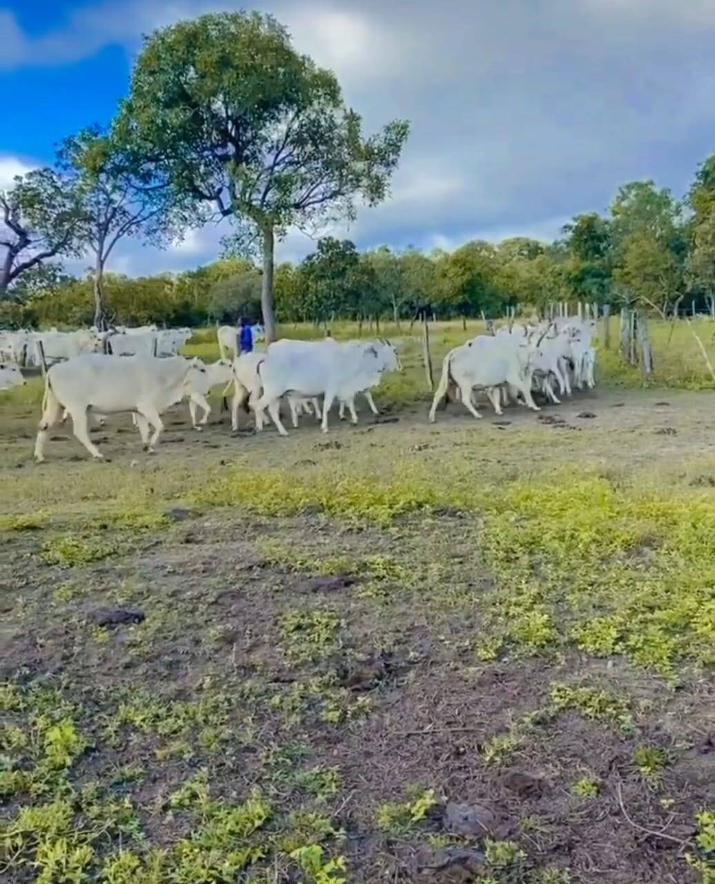 Somos o Maior Portal de Anúncios de Imóveis Rurais do Brasil. Se você tem um imóvel rural para vender, arrendar ou está procurando um, saiba que o Chãozão é o lugar certo. Porque de terra, a gente entende! Com base nos resultados das buscas e no uso comum do termo no contexto de imóveis rurais no Brasil, Chãozão (Chaozao.com.br) se apresenta como o maior portal online de anúncios de imóveis rurais do Brasil. Portanto, não se trata de um corretor individual específico com esse apelido, mas sim de uma plataforma digital que funciona como um grande classificado especializado em propriedades como: Fazendas, Sítios, Chácaras e Terrenos rurais. O que o Chãozão (portal) faz: 1. Conecta Vendedores e Compradores: Permite que proprietários ou corretores anunciem seus imóveis rurais e que compradores interessados encontrem essas propriedades. A negociação, segundo o portal, é feita diretamente entre as partes. 2. Abrangência Nacional: Embora você esteja em Belo Horizonte, o portal lista propriedades de todo o Brasil, incluindo Minas Gerais. 3. Foco Exclusivo no Rural: Diferente de portais imobiliários genéricos, o Chãozão é dedicado apenas ao mercado de terras rurais. 4. Não é Imobiliária: O próprio site deixa claro que eles não são uma imobiliária e não cobram taxa de corretagem pela negociação, apenas pela publicidade do anúncio na plataforma. Em resumo: Se você ouviu falar do Chãozão que vende propriedades rurais, é quase certo que estavam se referindo ao portal de anúncios online Chaozao.com.br. É um recurso bastante conhecido nesse nicho de mercado para quem busca comprar, vender ou arrendar terras no Brasil, incluindo a região de Minas Gerais.