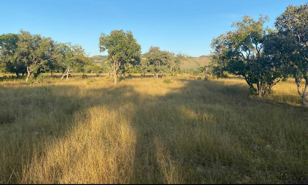 Somos o Maior Portal de Anúncios de Imóveis Rurais do Brasil. Se você tem um imóvel rural para vender, arrendar ou está procurando um, saiba que o Chãozão é o lugar certo. Porque de terra, a gente entende! Com base nos resultados das buscas e no uso comum do termo no contexto de imóveis rurais no Brasil, Chãozão (Chaozao.com.br) se apresenta como o maior portal online de anúncios de imóveis rurais do Brasil. Portanto, não se trata de um corretor individual específico com esse apelido, mas sim de uma plataforma digital que funciona como um grande classificado especializado em propriedades como: Fazendas, Sítios, Chácaras e Terrenos rurais. O que o Chãozão (portal) faz: 1. Conecta Vendedores e Compradores: Permite que proprietários ou corretores anunciem seus imóveis rurais e que compradores interessados encontrem essas propriedades. A negociação, segundo o portal, é feita diretamente entre as partes. 2. Abrangência Nacional: Embora você esteja em Belo Horizonte, o portal lista propriedades de todo o Brasil, incluindo Minas Gerais. 3. Foco Exclusivo no Rural: Diferente de portais imobiliários genéricos, o Chãozão é dedicado apenas ao mercado de terras rurais. 4. Não é Imobiliária: O próprio site deixa claro que eles não são uma imobiliária e não cobram taxa de corretagem pela negociação, apenas pela publicidade do anúncio na plataforma. Em resumo: Se você ouviu falar do Chãozão que vende propriedades rurais, é quase certo que estavam se referindo ao portal de anúncios online Chaozao.com.br. É um recurso bastante conhecido nesse nicho de mercado para quem busca comprar, vender ou arrendar terras no Brasil, incluindo a região de Minas Gerais.