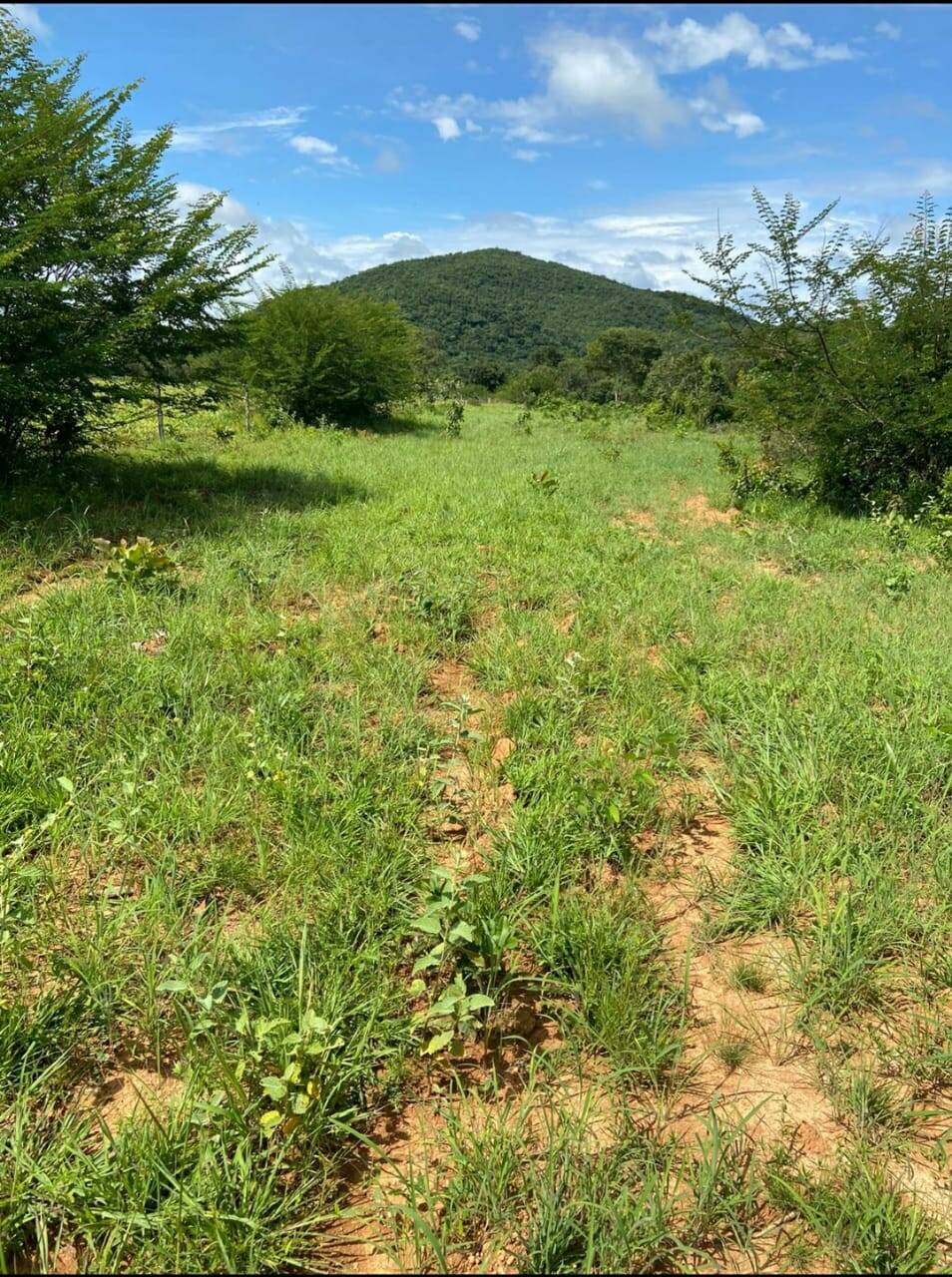 Somos o Maior Portal de Anúncios de Imóveis Rurais do Brasil. Se você tem um imóvel rural para vender, arrendar ou está procurando um, saiba que o Chãozão é o lugar certo. Porque de terra, a gente entende! Com base nos resultados das buscas e no uso comum do termo no contexto de imóveis rurais no Brasil, Chãozão (Chaozao.com.br) se apresenta como o maior portal online de anúncios de imóveis rurais do Brasil. Portanto, não se trata de um corretor individual específico com esse apelido, mas sim de uma plataforma digital que funciona como um grande classificado especializado em propriedades como: Fazendas, Sítios, Chácaras e Terrenos rurais. O que o Chãozão (portal) faz: 1. Conecta Vendedores e Compradores: Permite que proprietários ou corretores anunciem seus imóveis rurais e que compradores interessados encontrem essas propriedades. A negociação, segundo o portal, é feita diretamente entre as partes. 2. Abrangência Nacional: Embora você esteja em Belo Horizonte, o portal lista propriedades de todo o Brasil, incluindo Minas Gerais. 3. Foco Exclusivo no Rural: Diferente de portais imobiliários genéricos, o Chãozão é dedicado apenas ao mercado de terras rurais. 4. Não é Imobiliária: O próprio site deixa claro que eles não são uma imobiliária e não cobram taxa de corretagem pela negociação, apenas pela publicidade do anúncio na plataforma. Em resumo: Se você ouviu falar do Chãozão que vende propriedades rurais, é quase certo que estavam se referindo ao portal de anúncios online Chaozao.com.br. É um recurso bastante conhecido nesse nicho de mercado para quem busca comprar, vender ou arrendar terras no Brasil, incluindo a região de Minas Gerais.