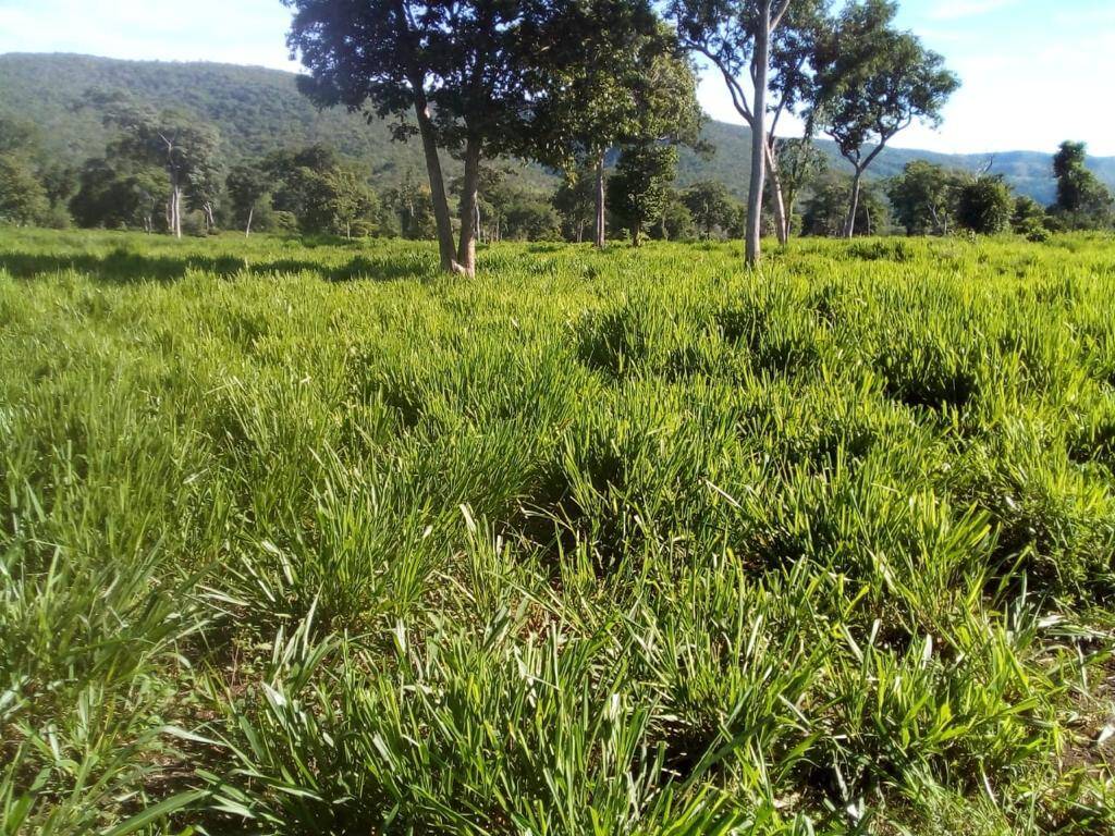 Fazenda com 1540 hectares em Mirassol D´ Oeste - MT