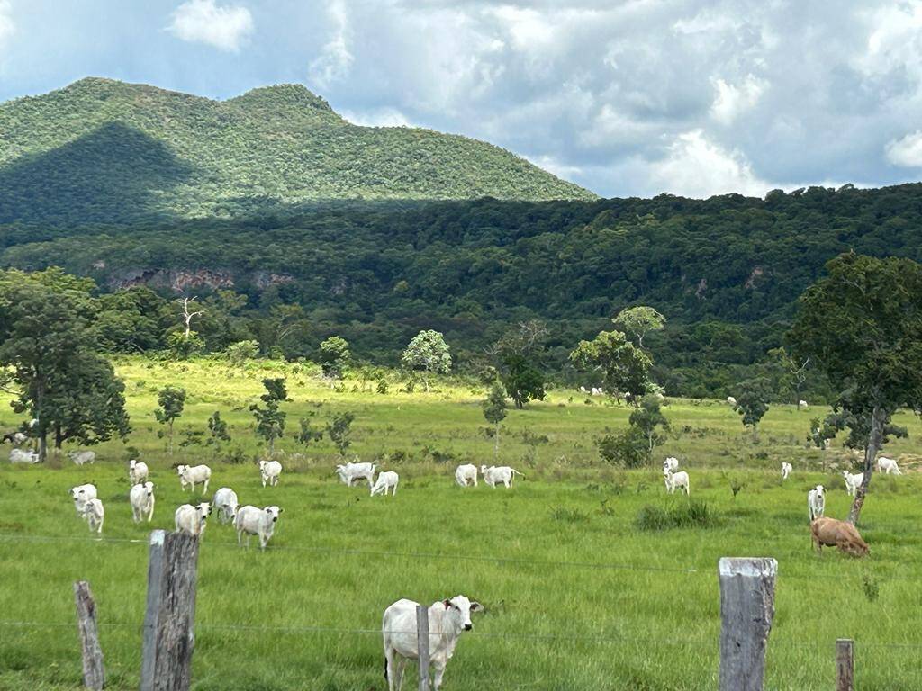 Chãozão - O Maior Portal de Anúncios de Imóveis Rurais do Brasil.