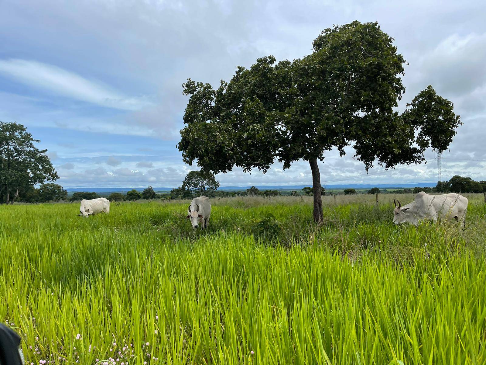 Fazenda a venda em Mato Grosso boa de Água com 1.000 hectares.