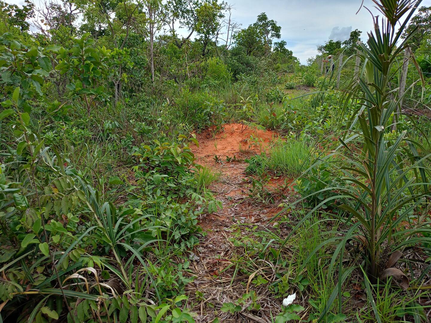 Área 25 hectares em chapada dos Guimarães