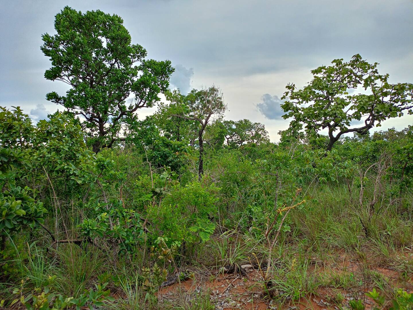 Área 25 hectares em chapada dos Guimarães