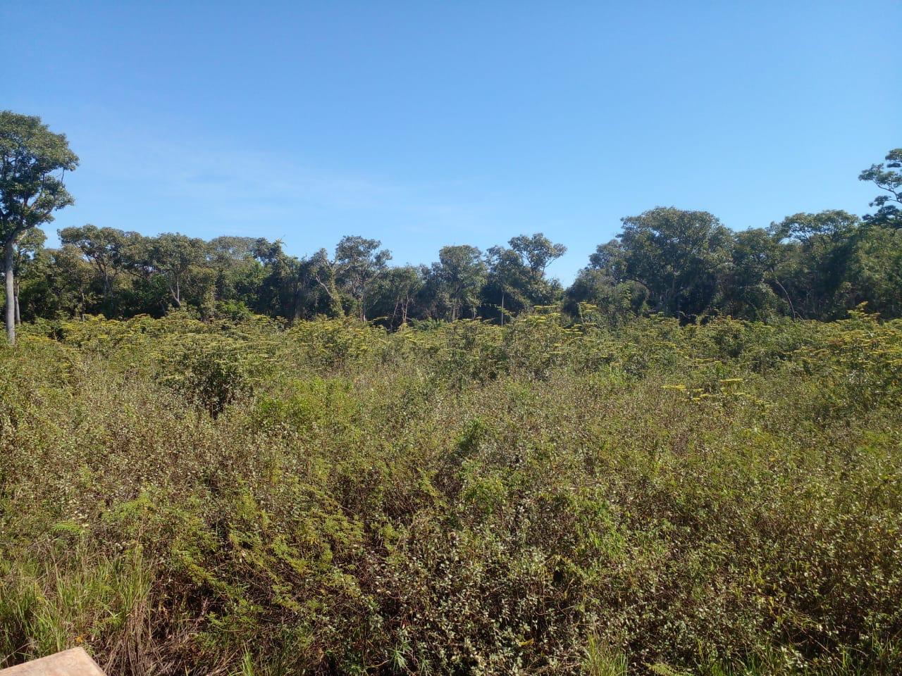 Fazenda à Venda no Pantanal de MT com 1.468 ha valor abaixo de mercado