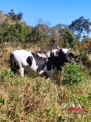 Chãozão - O Maior Portal de Anúncios de Imóveis Rurais do Brasil.