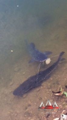 Chácara em Cuiabá/Mato Grosso — Ref 6ISFXH — Imagem 6