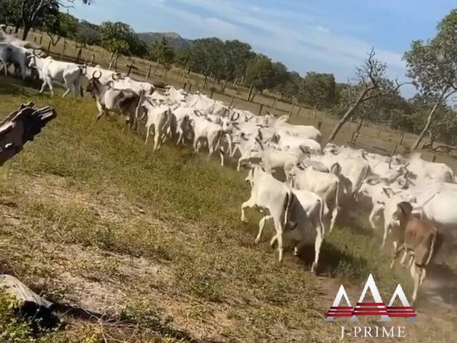 #1776 - Fazenda para Venda em Taipas do Tocantins - TO - 3