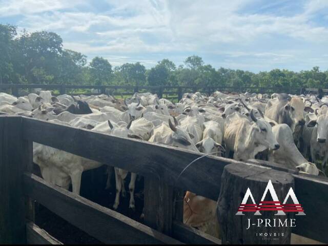 #1776 - Fazenda para Venda em Taipas do Tocantins - TO - 2