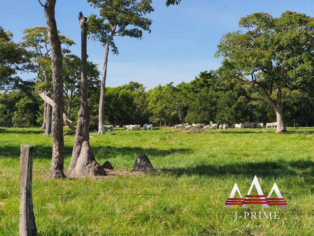 #1825 - Fazenda para Venda em Santo Antônio do Leverger - MT - 3