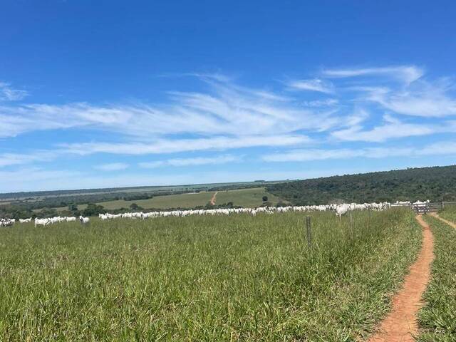 Fazenda para Venda em Rondonópolis - 5