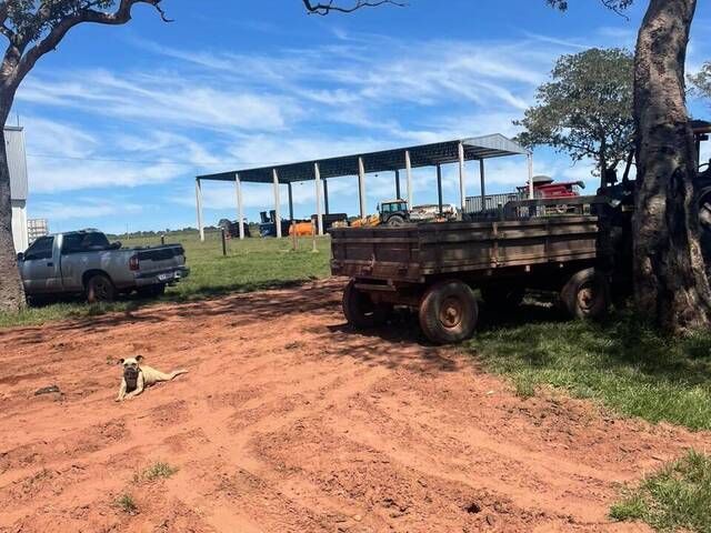 #1842 - Fazenda para Venda em Rondonópolis - MT - 3