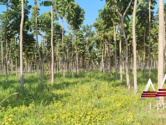 #1875 - Fazenda para Venda em Sorriso - MT - 3