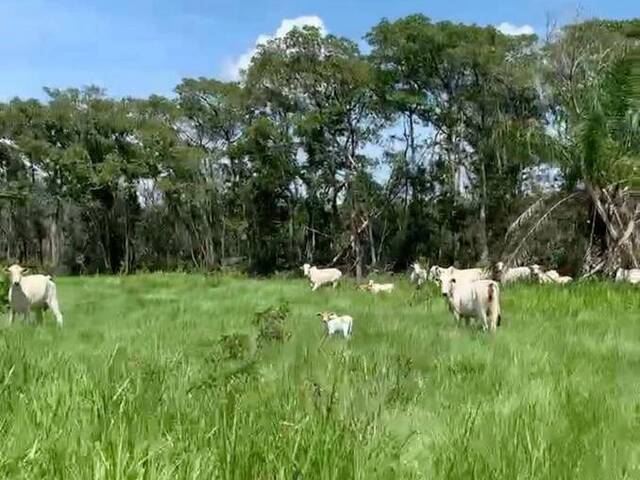 #1905 - Fazenda para Venda em Cuiabá - MT - 1