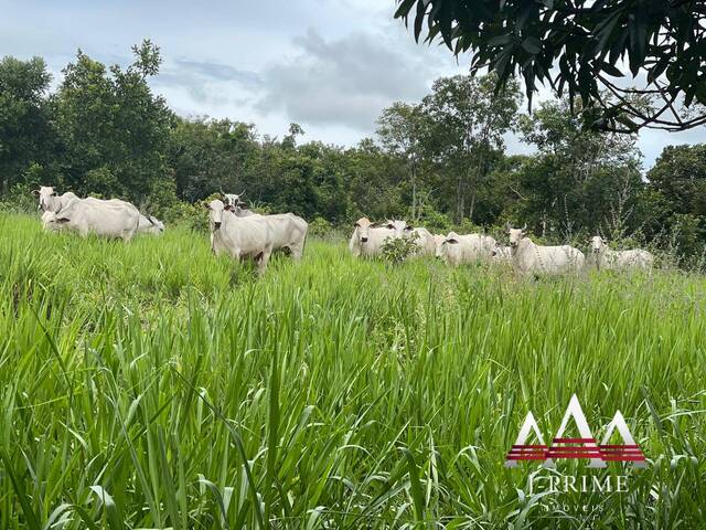 Fazenda para Venda em Jangada - 5