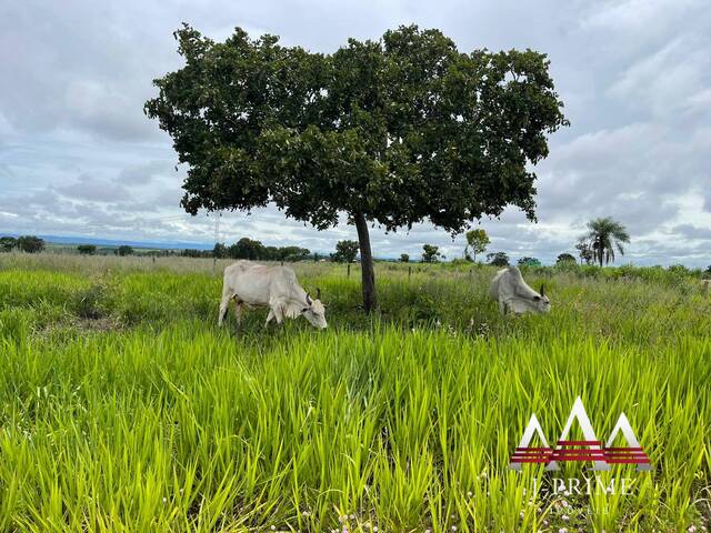Fazenda para Venda em Jangada - 4