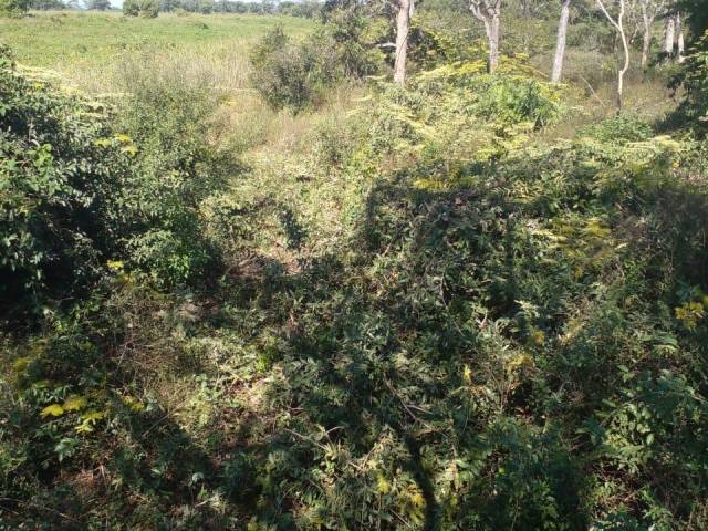 Fazenda para Venda em Poconé - 5