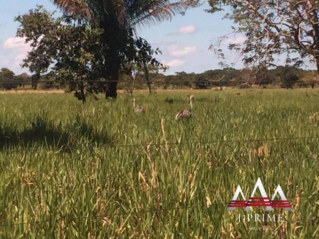 Fazenda para Venda em Rosário Oeste - 4