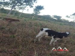 Chácara para Venda em Chapada dos Guimarães - 4