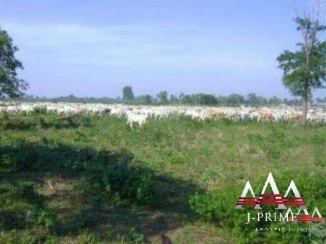 #803 - Fazenda para Venda em Poconé - MT - 3